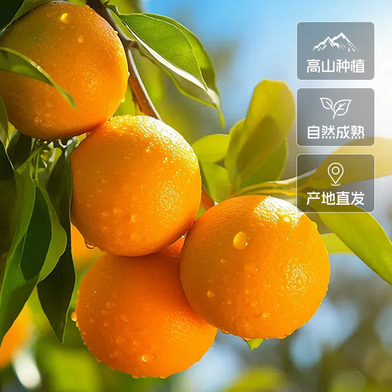 正宗脐橙纯甜新鲜水果橙子超甜新鲜水果应季当季整箱大果,淘宝优惠券,粉丝福利购,淘宝优惠卷