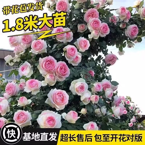 蔷薇花苗藤本月季大花浓香庭院四季开花爬藤植物花卉盆栽阳台玫瑰 - 图0
