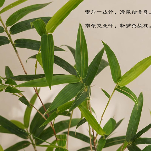 红竹苔藓球观音竹子盆栽水培植物景观凤尾竹米竹客厅桌面观赏盆景 - 图2