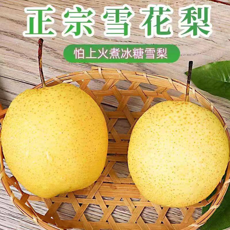 雪花梨赵县新鲜梨包邮雪梨水果新鲜当季梨子新鲜10雪梨整箱包邮