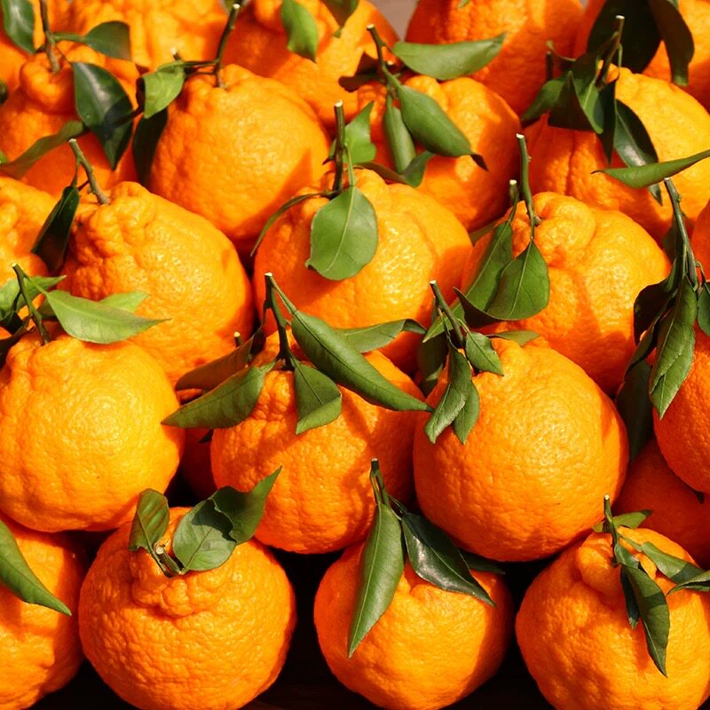 【芭芭农场兑换专享】不知火丑橘3斤装70mm+