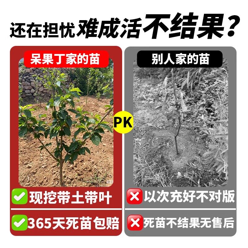 车厘子树苗樱桃树苖矮化樱桃树果树南方北方种植盆栽庭院大樱桃苗,淘宝优惠券,粉丝福利购,淘宝优惠卷