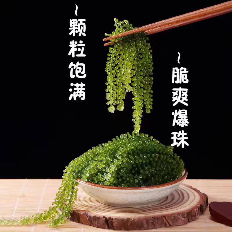 海葡萄儿童即食海葡萄鲜嫩既食新鲜盐渍鱼子酱零食新鲜孩搭裙带菜,淘宝优惠券,粉丝福利购,淘宝优惠卷