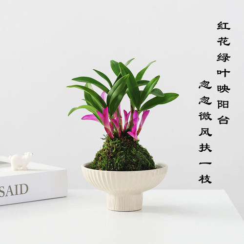 水培七彩石斛兰米竹苔藓球带花姬月季盆栽懒人好养绿植室内花卉 - 图0