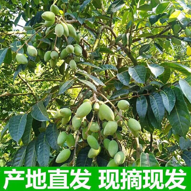 正宗青橄榄果潮汕特产新鲜现摘酥脆香甜生吃回甘水果煲汤泡茶泡酒 - 图0