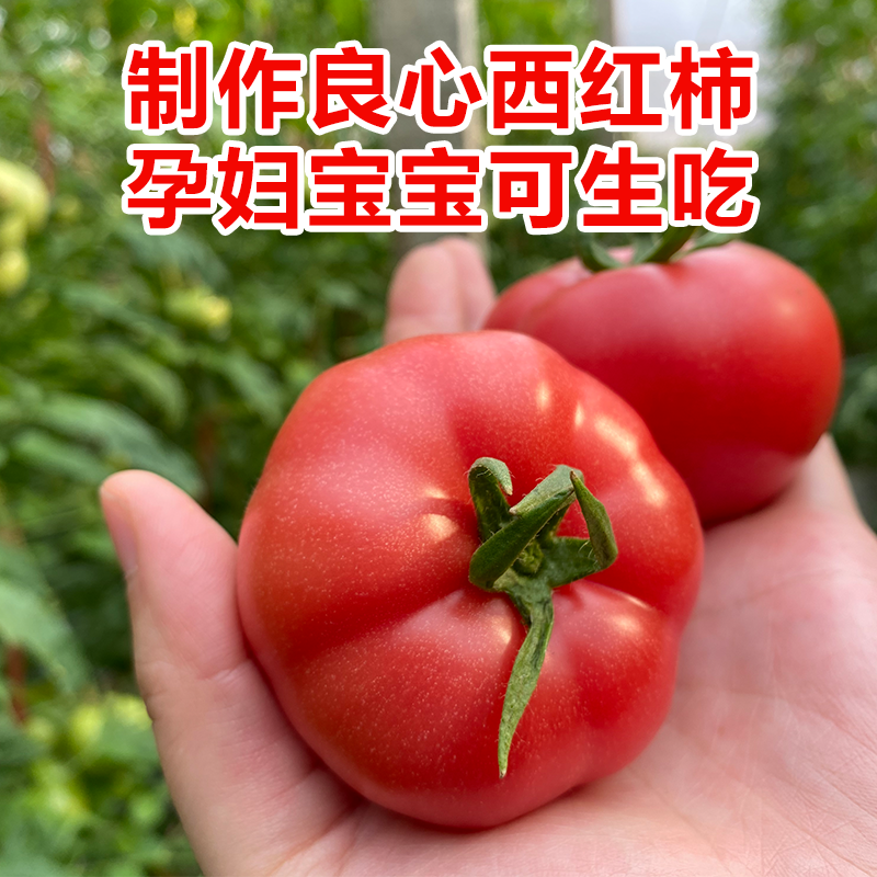 山西现摘沙瓤普罗旺斯西红柿整箱新鲜蔬菜生吃水果农家蔬菜番茄 - 图0