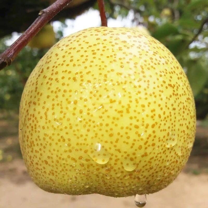 安徽砀山正宗酥梨山梨新鲜水果冰糖雪梨汁烤梨用爆汁鸭梨百年梨树,淘宝优惠券,粉丝福利购,淘宝优惠卷