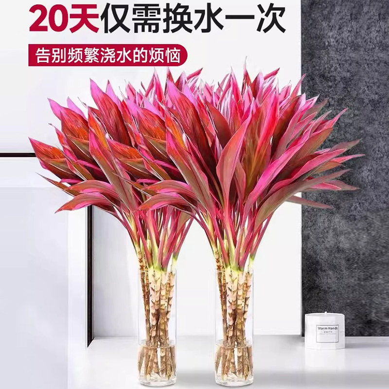 鸿运当头富贵竹水培植物粗杆客厅招财竹子室内桌面好养花卉紫竹