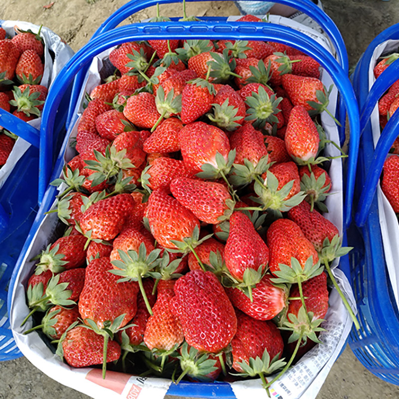 新鲜草莓露天孕妇水果当季甜红颜牛奶奶油梅现摘现发99冬草莓,淘宝优惠券,粉丝福利购,淘宝优惠卷