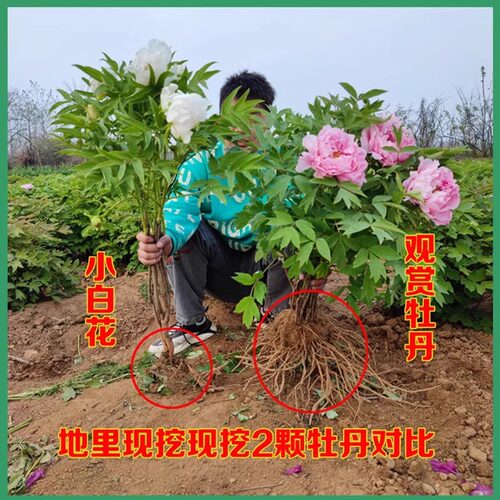 牡丹花苗盆栽洛阳正宗大苗花种老桩庭院花卉重瓣室内外牡丹花树苗 - 图2