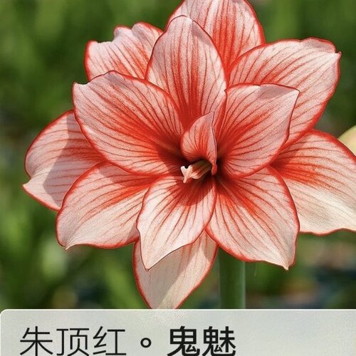 进口朱顶红种球蒂卡白肋香型耐寒开花仙子 - 图0
