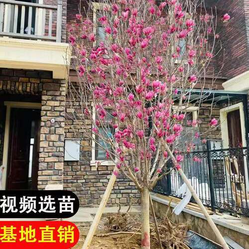 玉兰花树苗带花苞红白紫玉兰树室外矮化庭院四季花卉盆栽绿化大树 - 图1