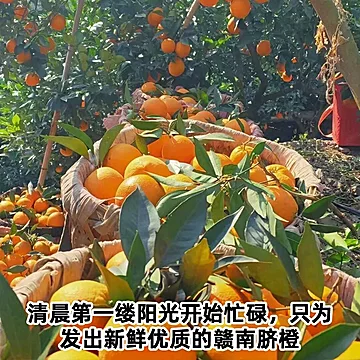 江西赣南脐橙80起4.5斤的[1元优惠券]-寻折猪