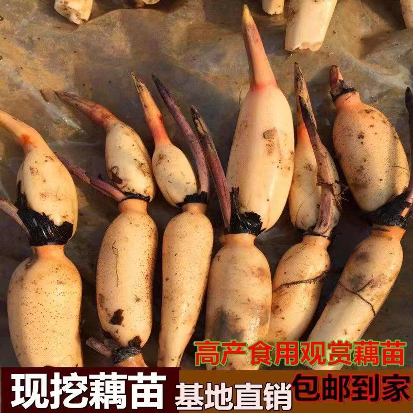 脆籽藕种苗蔬菜莲藕荷花高产根池种苗田根苗食用苗粉水生观赏基地 - 图2