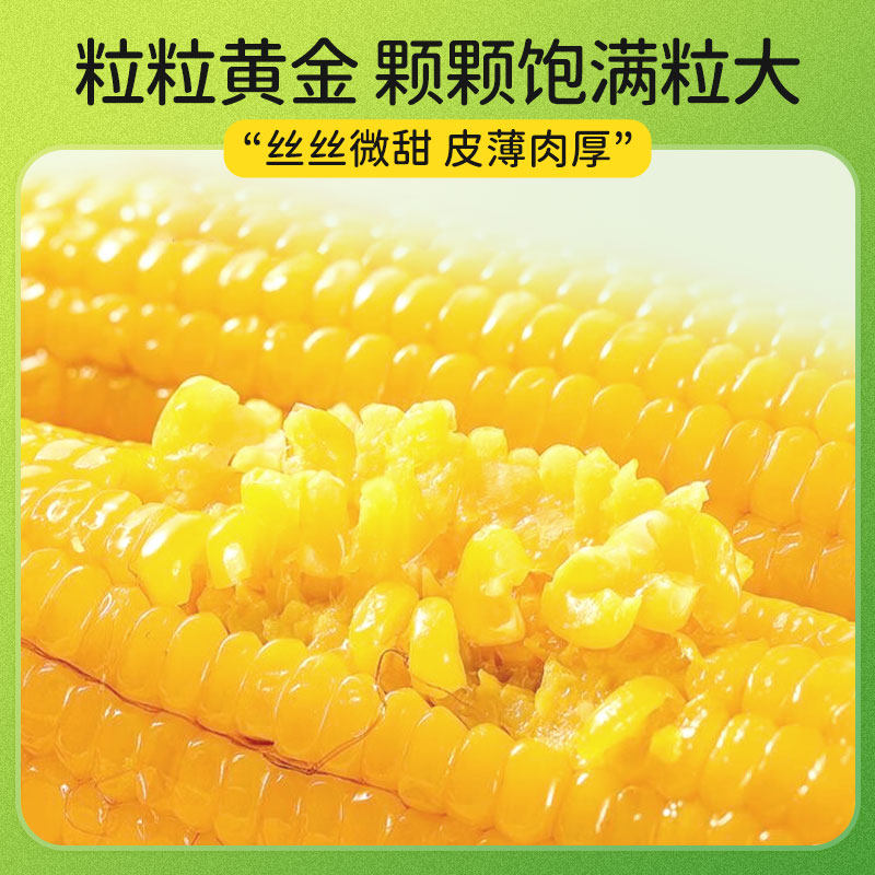 农投玉米新鲜东北粘糯玉米棒甜玉米黄糯玉米早餐真空包装香甜粗粮