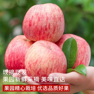 正宗烟台.红富士脆甜苹果净重4.5斤