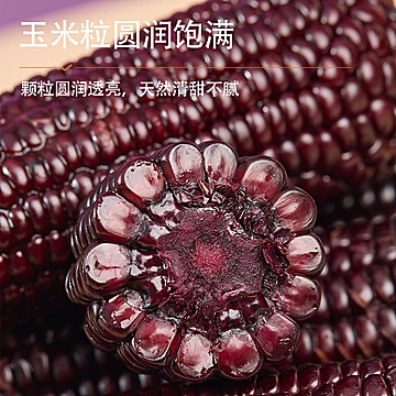 【北纬47同款】东北黑糯玉米230g*10根[6元优惠券]-寻折猪