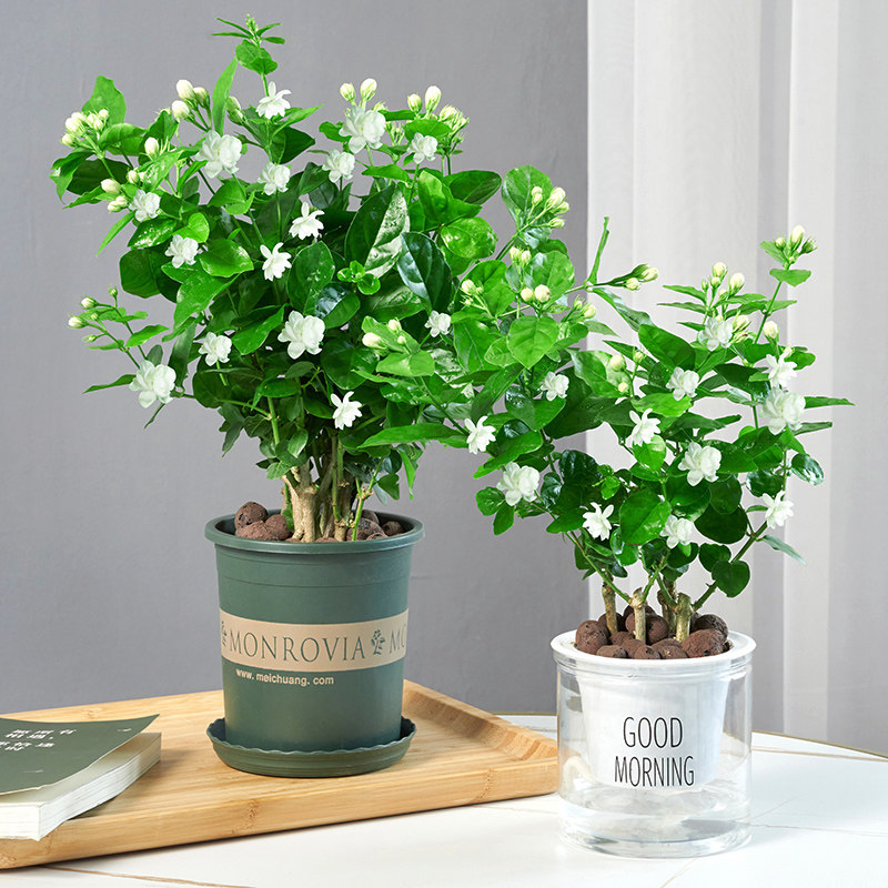 茉莉花苗盆栽带花苞老桩驱蚊水培花卉大全绿植物室内