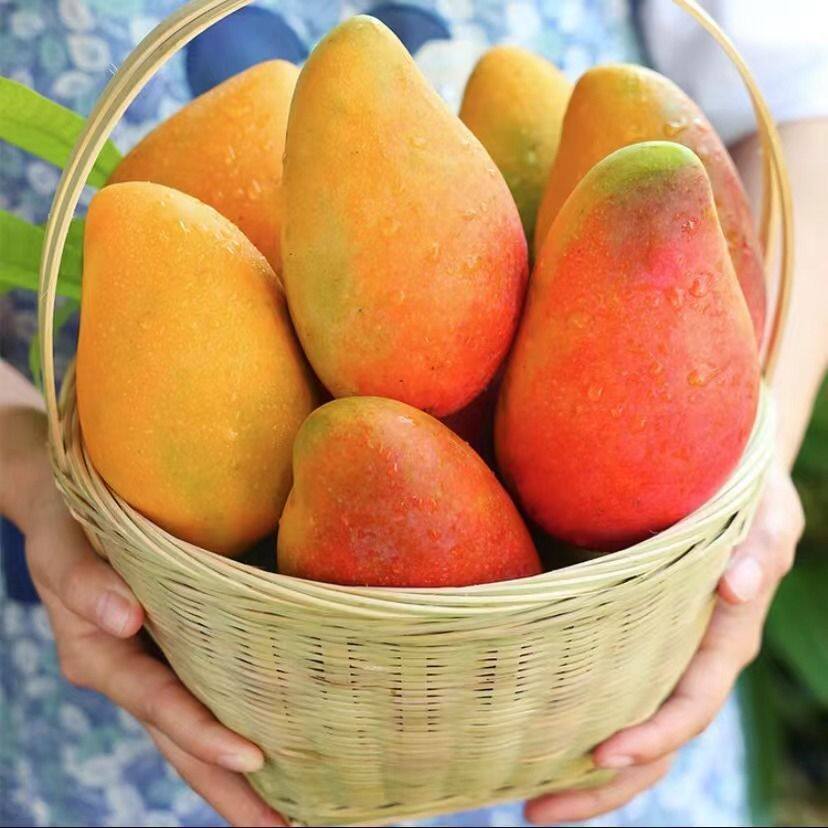 【爆甜】海南贵妃芒果应季新鲜水果当季红金龙薄皮孕妇甜心芒整箱