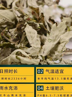 100包1200粒3x4CM艾柱艾灸床专用陈年艾灸柱加粗特大号无烟灸床