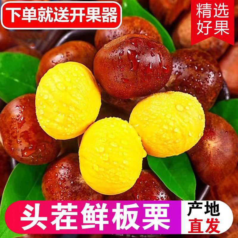 2025新鲜丹东板栗新货生板栗1/3/5斤毛栗子野生大板栗产地批发价 - 图0