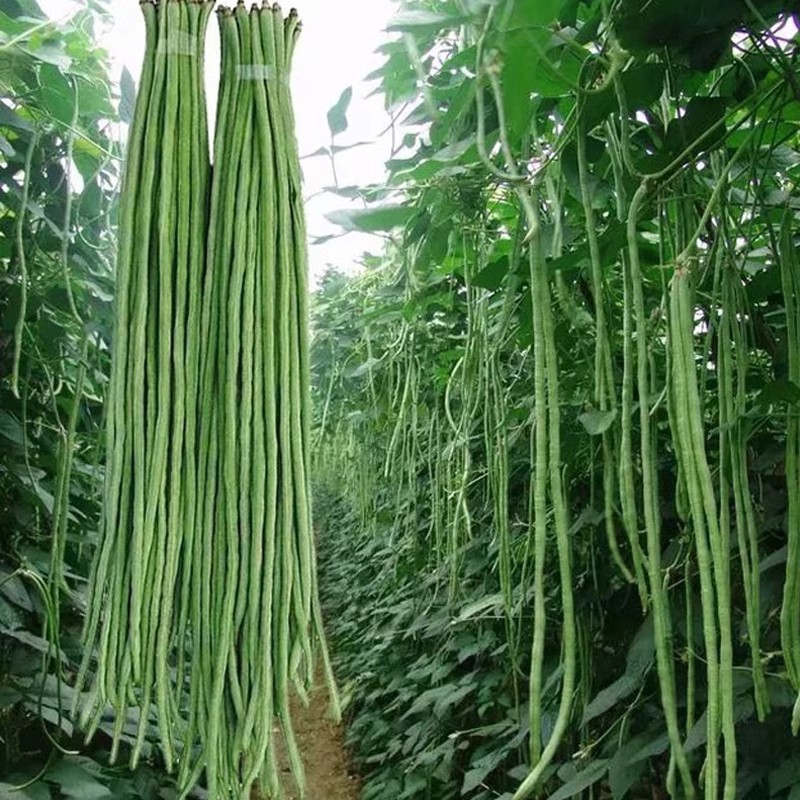 豇豆种子蔬菜种籽长四季豆芸豆春秋季豆角大全孑种苗豆种紫根无架 - 图2