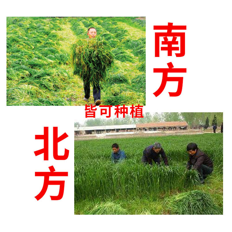 黑麦草种籽子种四季耐寒牧草种子草种鸡鸭鱼草种孑种植南方开花-图1