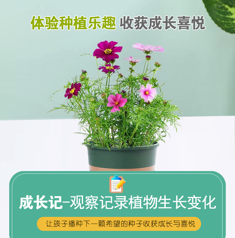 凤仙花种籽子小学生植物种植观察套装儿童种植小盆栽向日葵种子孑 - 图1