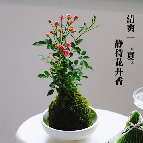 水培七彩石斛兰米竹苔藓球带花姬月季盆栽懒人好养绿植室内花卉 - 图1