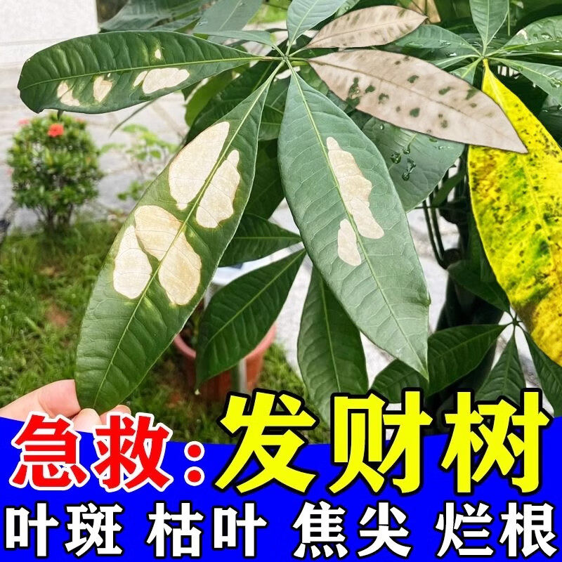 发财树叶斑病专用药叶子发黄掉叶烂根白斑发财树专用营养液通用肥,淘宝优惠券,粉丝福利购,淘宝优惠卷