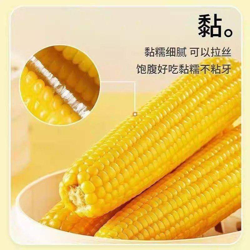 正宗东北黄糯玉米棒真空锁鲜装软糯香甜现摘新鲜黏玉米粗粮代餐,淘宝优惠券,粉丝福利购,淘宝优惠卷