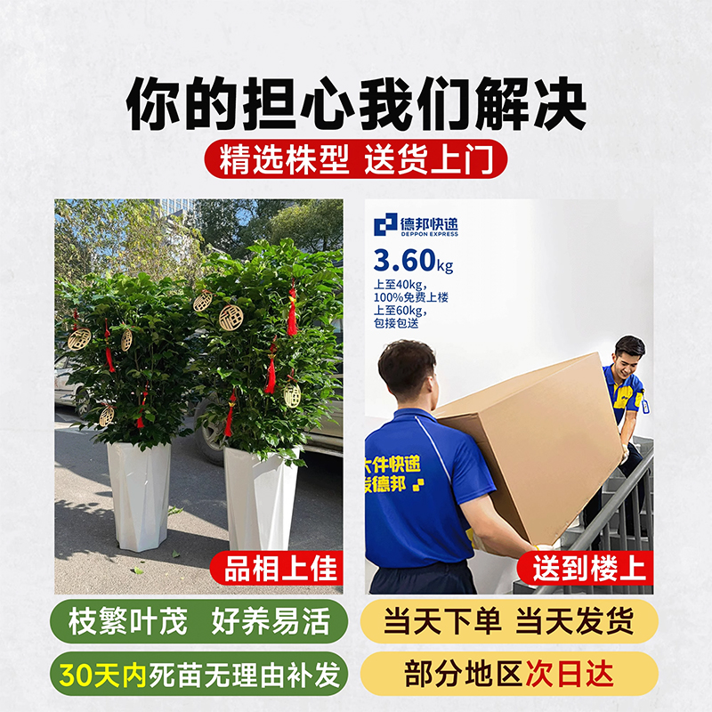 幸福树客厅绿植大型盆栽高级感植物除甲醛室内好养高端大气上档次 - 图1