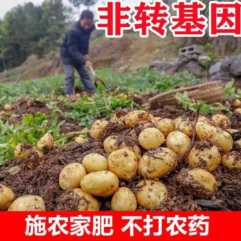 【恩施富硒小土豆】黄皮黄心土豆批发新鲜蔬菜洋芋现挖马铃薯整箱