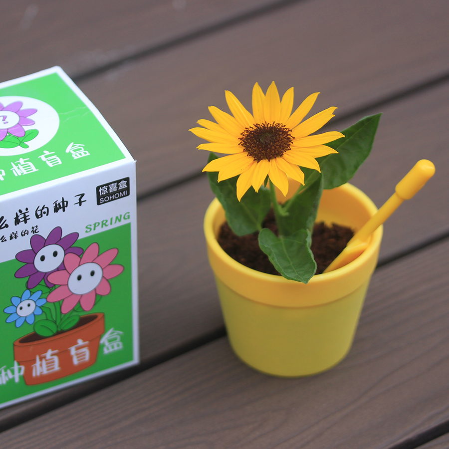 儿童植物小盆栽盲盒幼儿园绿植种植学生奖品diy创意礼品生日礼物