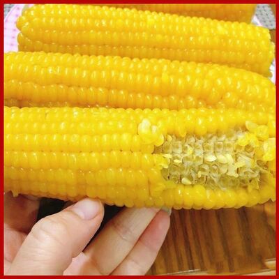 开源保丰【铝箔包装】新鲜玉米棒东北黄糯玉米软糯自然香甜真空装