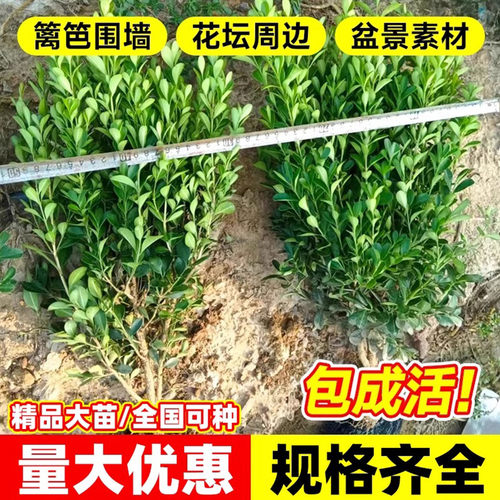 小叶黄杨树苗瓜子黄杨苗法国冬青苗大叶冬青庭院四季常青耐寒种植 - 图2