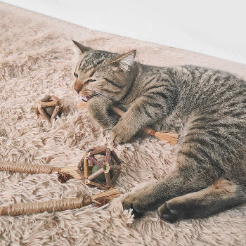 ໄມ້ polygonum ໄມ້, ໄມ້ molar cat, cat teasing stick, kitten cleaning, pet self-pleasure and boredom toy, mint exquisite ball