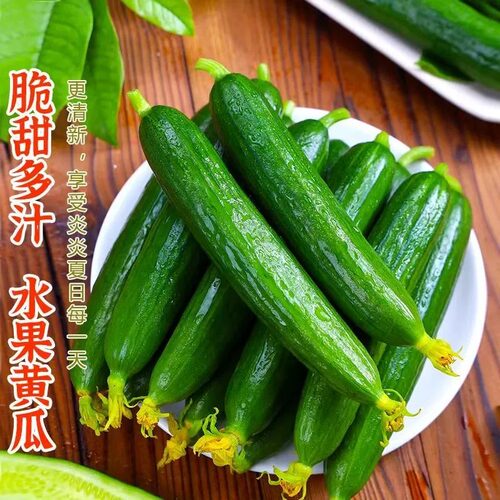 寿光新鲜现摘水果小黄瓜嫩青瓜生吃蘸酱脆甜无刺小青瓜头茬精品 - 图2