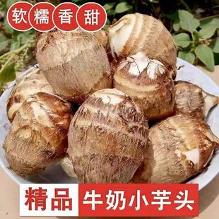 山东牛奶芋头净重4.5斤中果