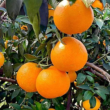 四川爱媛38号果冻橙净重4.5斤[3元优惠券]-寻折猪