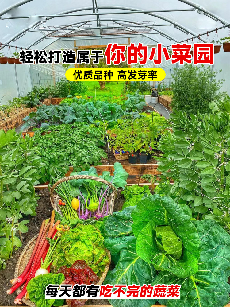 蔬菜种子四季播种阳台农家盆栽番茄黄瓜生菜韭菜小葱萝卜籽孑大全 - 图1