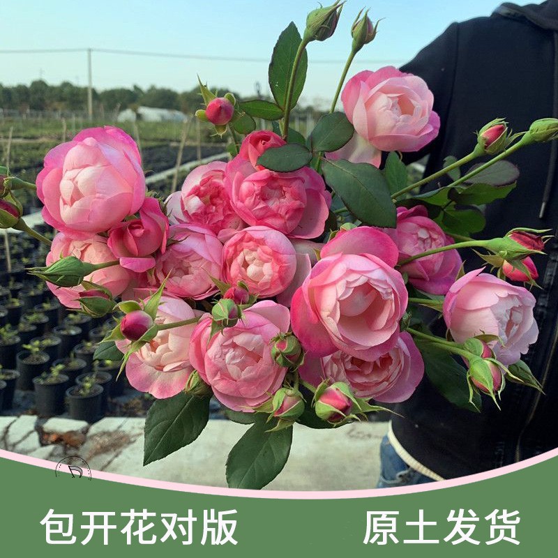 玫瑰蔷薇花苗果汁阳台月季花苗盆栽四季开花门廊艾莎浓香蒂娜扦插-图0