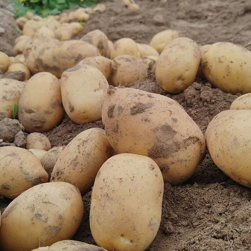 正宗甘肃定西土豆沙面黄心马铃薯蔬菜洋芋旱沙地新鲜现挖9斤开花 - 图1