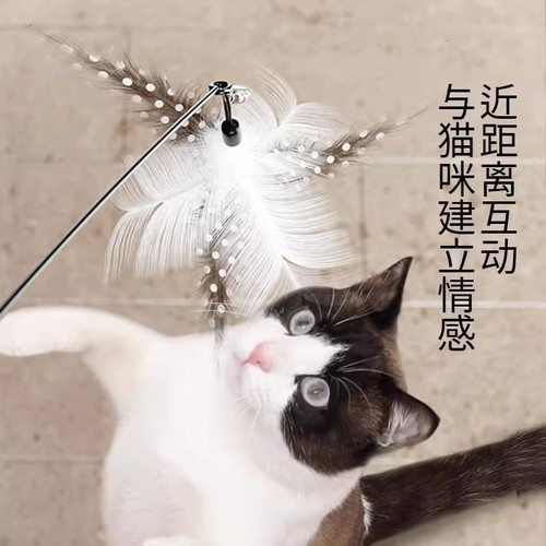 CFA赛级逗猫棒羽毛小猫自嗨解闷神器铃铛替换头木柄耐咬猫咪玩具