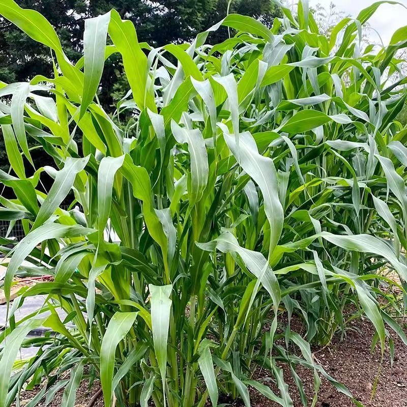 苏丹草草种鱼草籽四季牧草种子高产高丹王草种籽养殖鸡鹅牛羊草种 - 图0