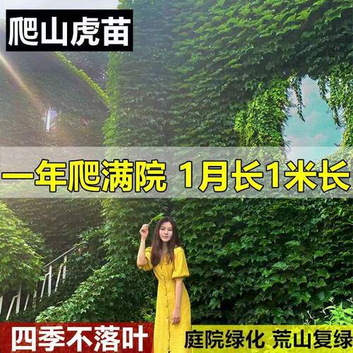 爬山虎树苗爬墙虎爬藤绿植物四季常青不落叶庭院藤蔓种子阳台耐寒 - 图0