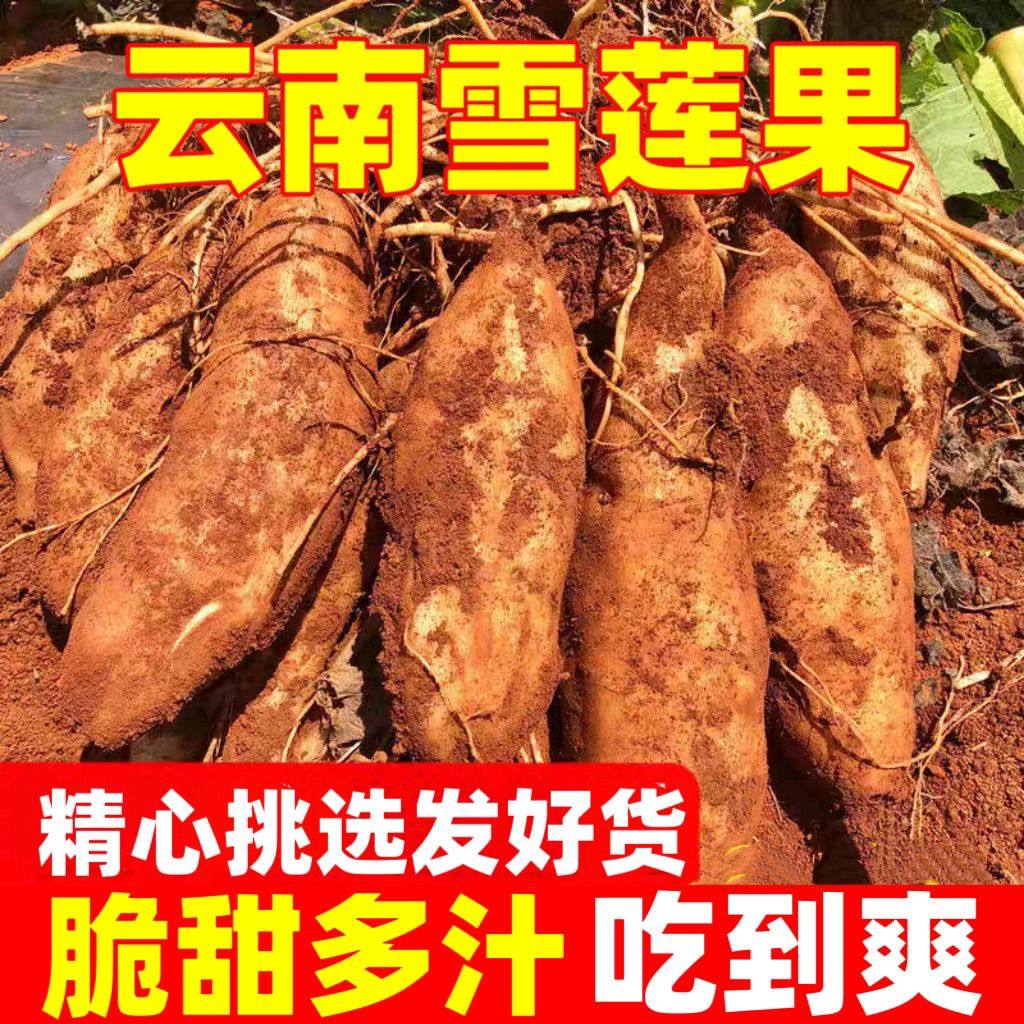 云南天山雪莲果新鲜水果当季高山红泥黄心脆甜雪连果清甜多汁水果,淘宝优惠券,粉丝福利购,淘宝优惠卷