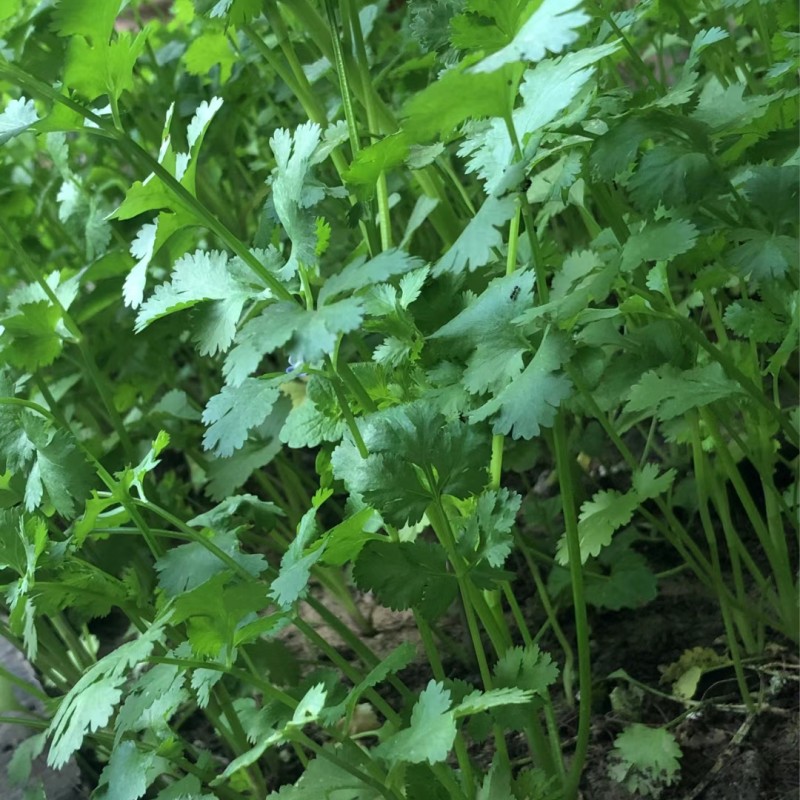 四季香菜种子阳台大叶香菜芫荽盆栽蔬菜籽种罗卜种孑种植开花疏菜 - 图0