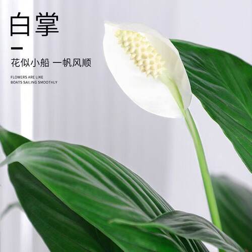白掌一帆风顺盆栽办公室内花卉绿植客厅招财旺宅水培植物四季好养 - 图1