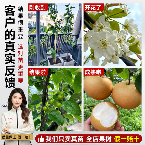 梨树果苗正宗秋月梨皇冠黄金梨果树新品种南北方种植盆栽当年结果 - 图3